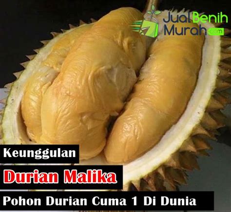 Inilah 5 Keunggulan Durian Malika, Pohon Durian Cuma Ada 1 Di Dunia Dan ...