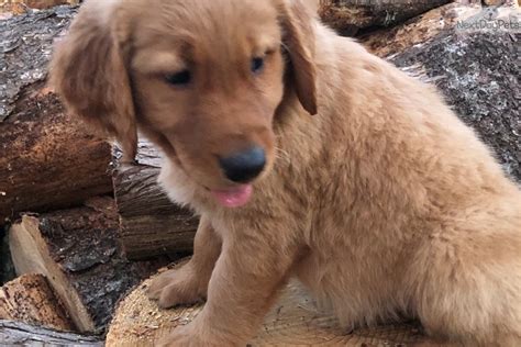 If you are looking to adopt or buy a golden retriever take a look here! Golden Retriever puppy for sale near Charlotte, North ...