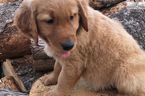 We offer a variety of puppies in nc and surrounding states from reputable dog breeders. Golden Retriever puppy for sale near Charlotte, North ...