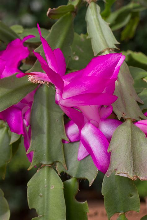 It's just that, having evolved in very dry areas, they are adapted to long periods without water, during with a little experimentation, you'll find how much water is needed, from a couple of tablespoons for a very tiny pot, to a cup, even a quart, for larger pots. The Curious Case of the Christmas Cactus | Main & Broad