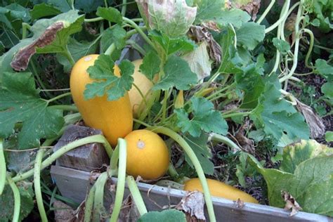 Check spelling or type a new query. When to Harvest Spaghetti Squash | Brown Thumb Mama®