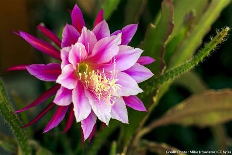 Cactus d'automne (schlumbergera truncata), qui fleurit en novembre, souvent confondu avec le cactus de noël (sclumbergera x buckley), qui fleurit en décembre. Cactus de Noël : comment bien le soigner ? | Cactus de ...