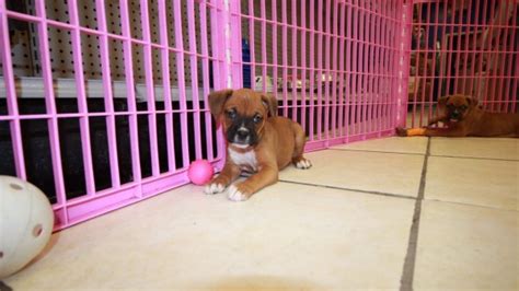 The peach state, or georgia is located in the southeastern us and has many dogs and puppies for sale. Wonderful, Boxer Puppies For Sale In Georgia at - Puppies ...
