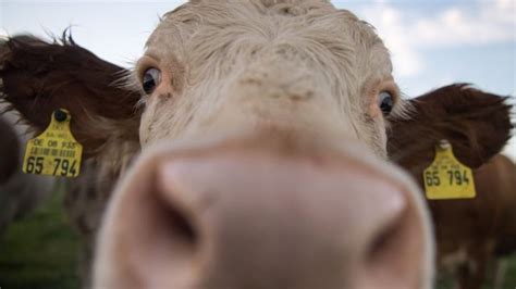 This article reviews buffalo milk's benefits and downsides, as well as how it. Mezbahaya götürülürken kaçan inek özgürlüğe yüzdü - BBC ...