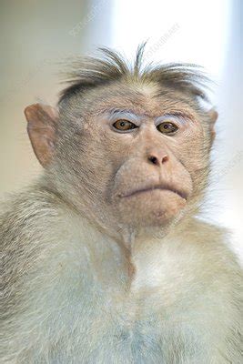 The bonnet of a car is the metal cover over the engine at the front. Bonnet macaque - Stock Image - C017/9065 - Science Photo ...