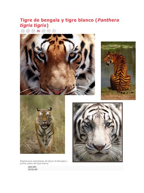 Estamos interesados en hacer de este libro libro el tigre blanco pdf uno de los libros destacados porque este libro tiene cosas interesantes y puede ser útil para la mayoría de las personas. Tigre de bengala y tigre blanco.docx | Tigre | León | Free 30-day Trial | Scribd