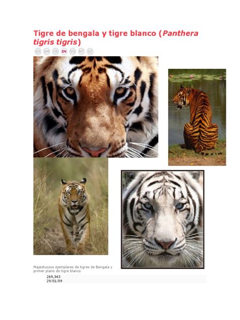 Descargar libros gratis en formatos pdf y epub. Tigre de bengala y tigre blanco.docx | Tigre | León | Free 30-day Trial | Scribd