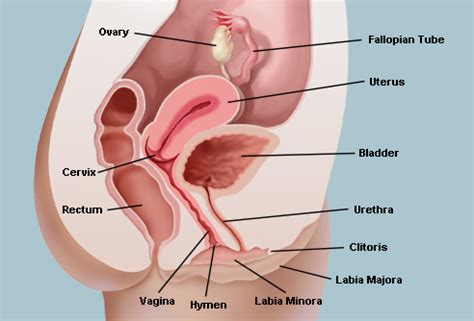 This lesson aims to teach and assess receptive and expressive labelling anatomy of female and male reproductive system which are also private body parts. Female Reproductive System: Organs, Function, and More