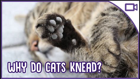 Maybe you would like to learn more about one of these? Why Do Cats Knead? Cat's Making Biscuits?! - YouTube