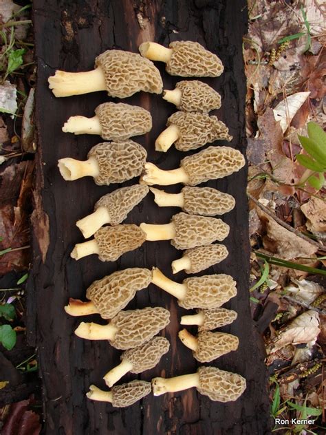 Morel Mushrooms at Indiana Mushrooms
