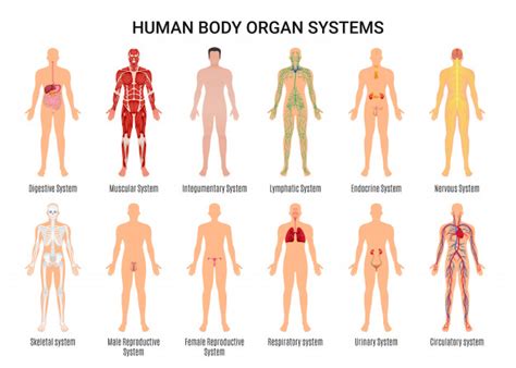 The lymphatic system includes lymph nodes, lymph ducts and lymph vessels, and also plays a role in the body's defenses. human body organ systems character poster - جرافيكس العرب ...