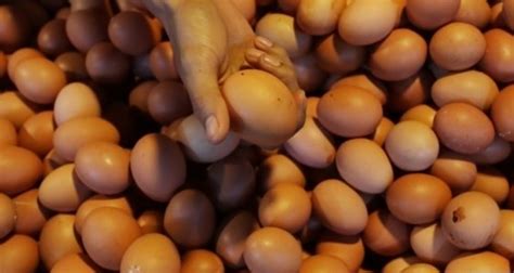 Siapa sangka cangkang telur yang merupakan limbah dapat kita manfaatkan untuk memenuhi kebutuhan tanaman dan meningkatkan kesehatan tanah? Beredar di Bogor, Ini 4 Fakta Telur Ayam Infertil yang ...