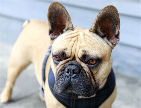 Frenchies,french bulldog health tested,champion lines,pet adoption,famous puppies,akc,show home,westminster,eukanuba dog show,available puppies. A Comprehensive Resource Page For French Bulldog ...