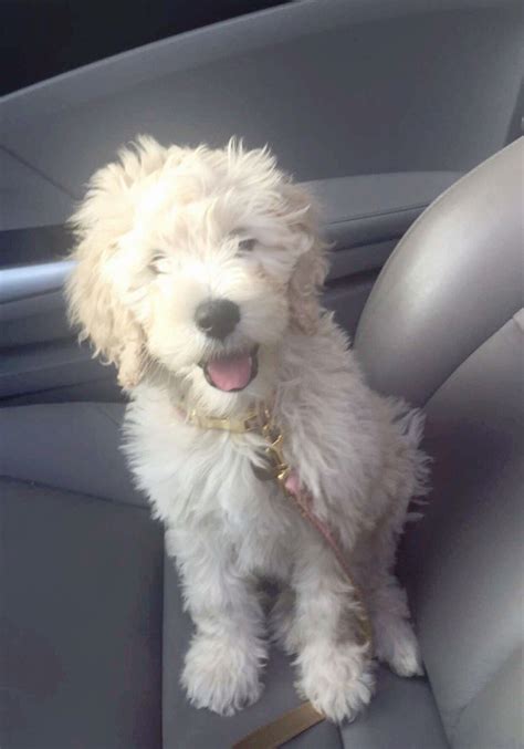 The mini goldendoodle is a cross between golden retriever and a purebred miniature or small poodle. F2b Mini Goldendoodle Puppies For Sale Near Me