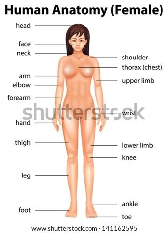 At the level of the pelvic bones, the abdomen. Illustration Human Body Parts Stock Vector (Royalty Free ...