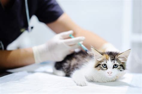 But the thought of injecting medication may make some check your cat to ensure that fluid injections are being adequately absorbed. Veterinary Doctor Giving Injection For Cat Stock Photo ...