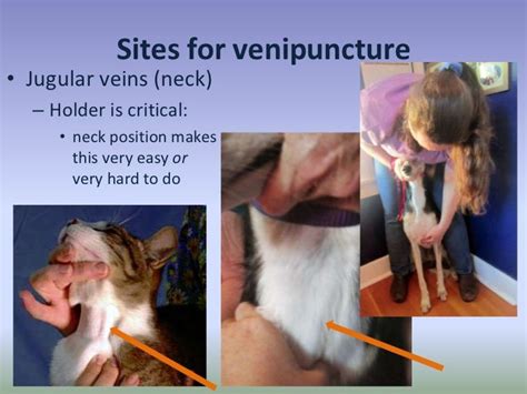 Keeping your furry friend healthy will always be a top priority, but for many pet owners a trip to the vet can be difficult to finance. Lec 04 Venipuncture Of Dogs And Cats | Large animal vet ...