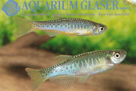 Die liste von parasiten des menschen umfasst parasiten, die den menschen befallen. Danio aesculapii - Aquarium Glaser GmbH