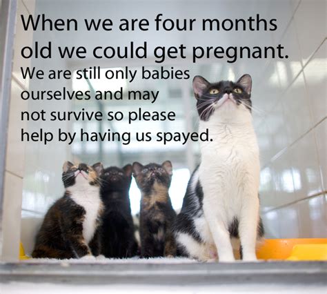 It's called a pediatric spay, and it's been safely done in the us for over 20 years. Neutering