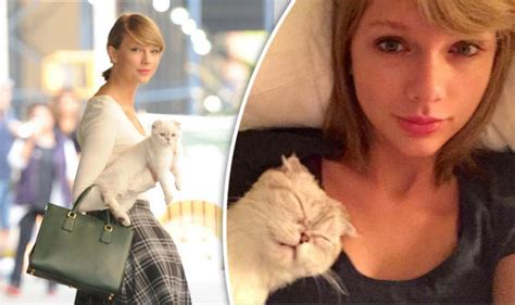 See more ideas about taylor swift cat, taylor swift, swift. Taylor Swift's fave breed: Scottish Fold cat's days may be ...