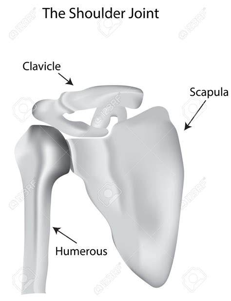 7 draw labelled diagram showing the relations of shoulder joint. Diagram Of The Shoulder (With images) | Anatomy organs, Shoulder, Shoulder joint