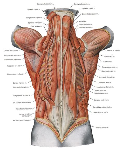 Want to see all the workout anatomy, get this top seller book by frederic delavier. Low Back Muscles Anatomy Lower Back Anatomy Image ...