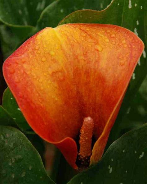Check spelling or type a new query. Burnt orange calia | Orange, Rust orange, Flowers petals