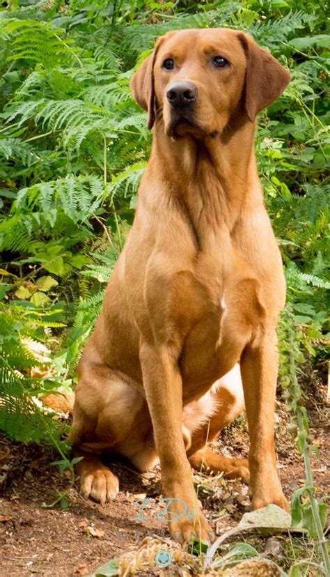 A genuine breeder will not prefer to sell. Stunning Fox Red Labrador photo taken during the Andy ...