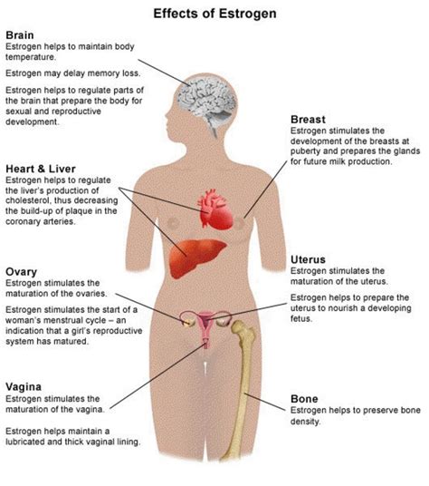 How many men compared to women are there in the world? Biological Differences Between Men and Women | Owlcation