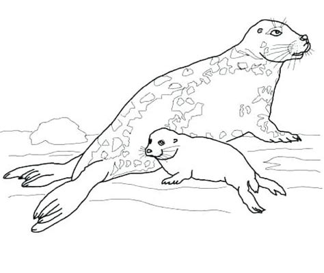 Search through 623,989 free printable colorings at getcolorings. Harp Seal Coloring Page at GetDrawings | Free download