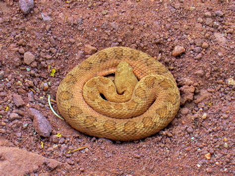 We did not find results for: Midget faded rattlesnake colorado