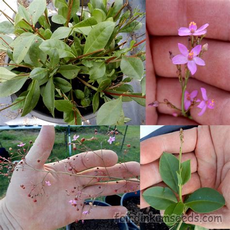 Maybe you would like to learn more about one of these? Jewels Of Opar Talinum Paniculatum Babies Breath Seeds ...