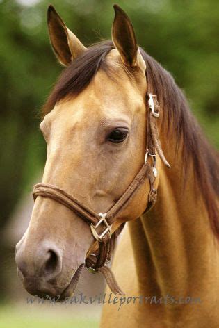 When you add a horse, it may take up to 24 hours for it to show up in the progeny query. Buckskin Horses