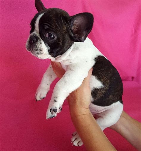 The french bulldog has the appearance of an active, intelligent, muscular dog of heavy bone, smooth coat, compactly built, and of medium or small structure. French Bulldog Puppies Michigan