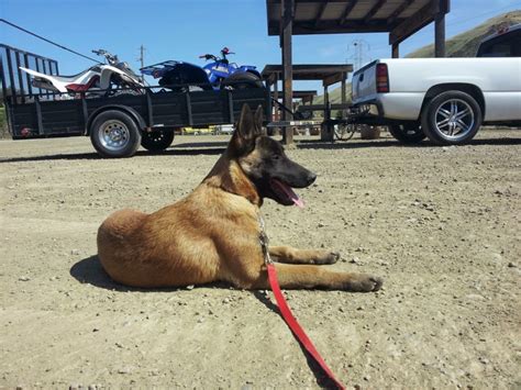 Majestic kennels breeds to produce german shepherd pups that make excellent companions and pets. Belgian Malinois Breeders Medford Oregon - Pure Malinois