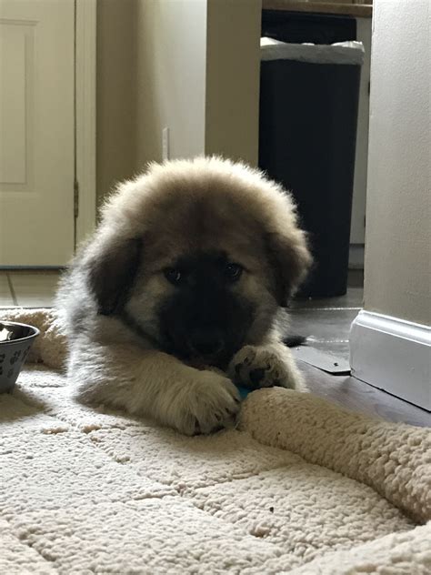 We did not find results for: Great Pyrenees & German Shepard puppy | German shepard ...