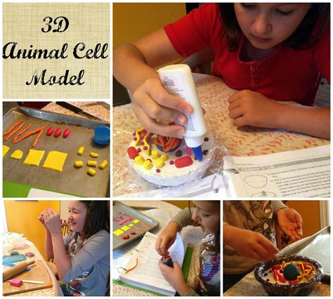 Animal cells are types of cells that are specifically found in animals. R.E.A.L. Science Odyssey Lab Fun & Early Review