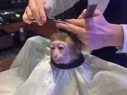 25 best memes about monkey haircut gif monkey haircut. Haircut Monkey Blank Template - Imgflip