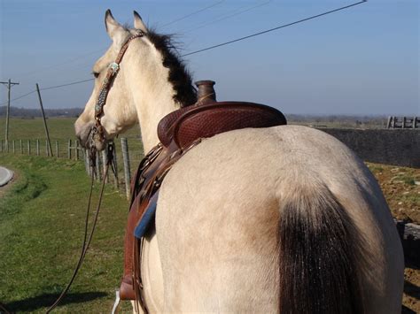 This nice big gelding will make anyone a happy horse owner. FLASHY BUTTERMILK BUCKSKIN QUARTER HORSE, 3-YEAR-OLD, RANCH WORK, TRAIL RIDE For Sale in Fleming ...
