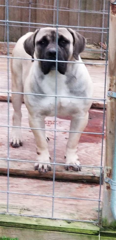Boerboel · winston salem, nc. Boerboel Puppies For Sale | The Woodlands, TX #273302