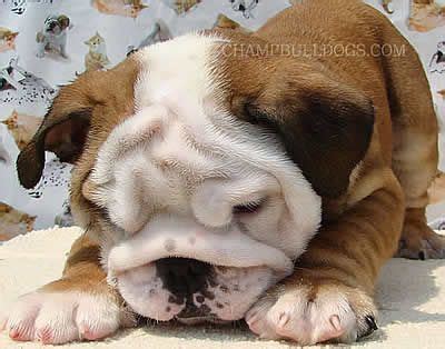 The english bulldog, however, is a special case. I want one. Bad. Really bad. | Cute bulldog puppies ...