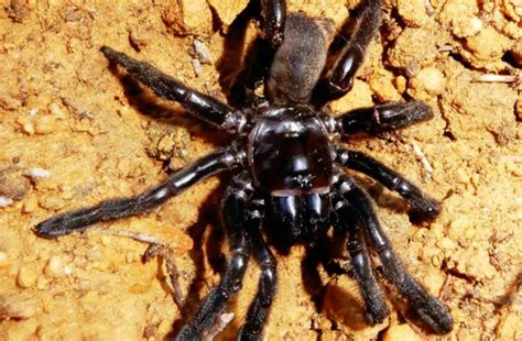 A camel spider are not excellent jumpers but can crawl and climb up trees and over building walls when looking for prey. De oudste spin ter wereld is dood