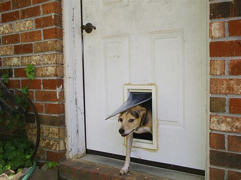 Go on to discover millions of awesome videos and pictures in thousands of other categories. File:Doggy door exit.JPG - Wikimedia Commons