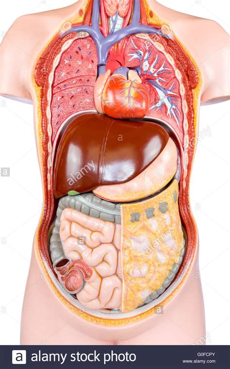 The thoracic segment of the trunk, the abdominal segment of the trunk, and the perineum. Plastic human torso model with organs on white Stock Photo ...