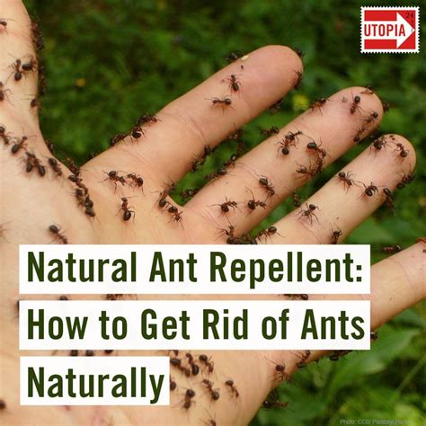 How to get rid of ants in bedroom silicon valley 2022. Natural Ant Repellent: How to Get Rid of Ants Naturally ...