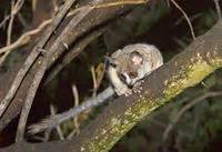 Diese primaten, die füher als unterart. bushbaby - Animal Pictures Archive: Animal Photo Album ...