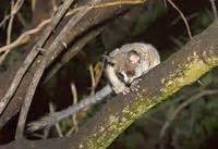 El gálago enano de rondo. bushbaby - Animal Pictures Archive: Animal Photo Album ...