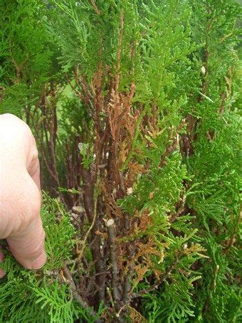 Maybe you would like to learn more about one of these? GardenAtoZ - Arborvitae too tall - Garden A to Z in 2020 ...