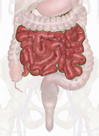 It frames the small intestine on three sides. Small Intestine