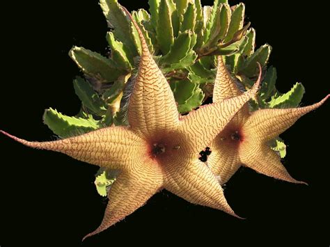 Some euphorbias look more like a stereotypical cactus than even some cacti species. Stapelia gigantea - Brian's Botanicals